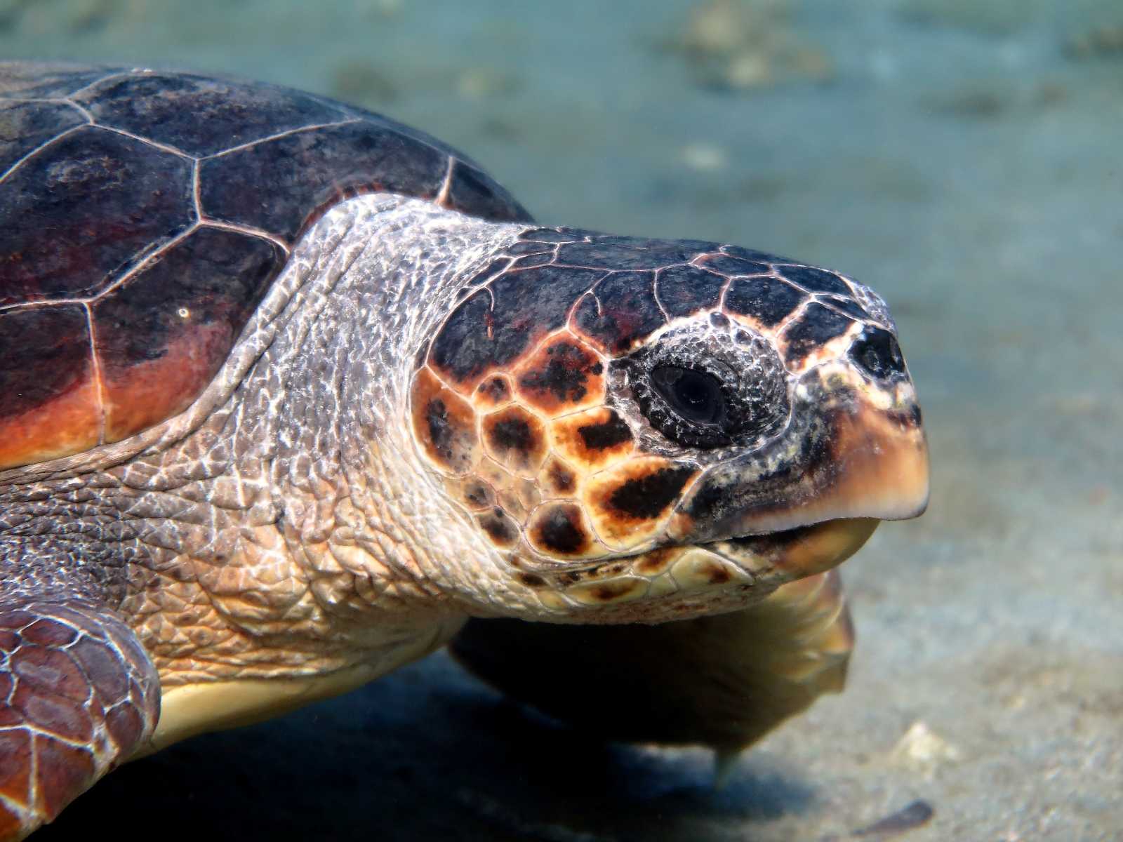 Caretta caretta (Linnaeus, 1758)